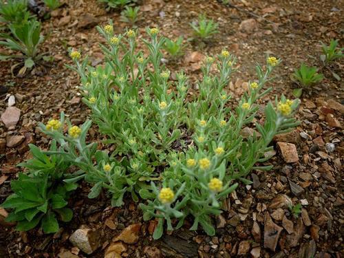 原创田边一种杂草清明前后最常见是极品中药草还能做美食