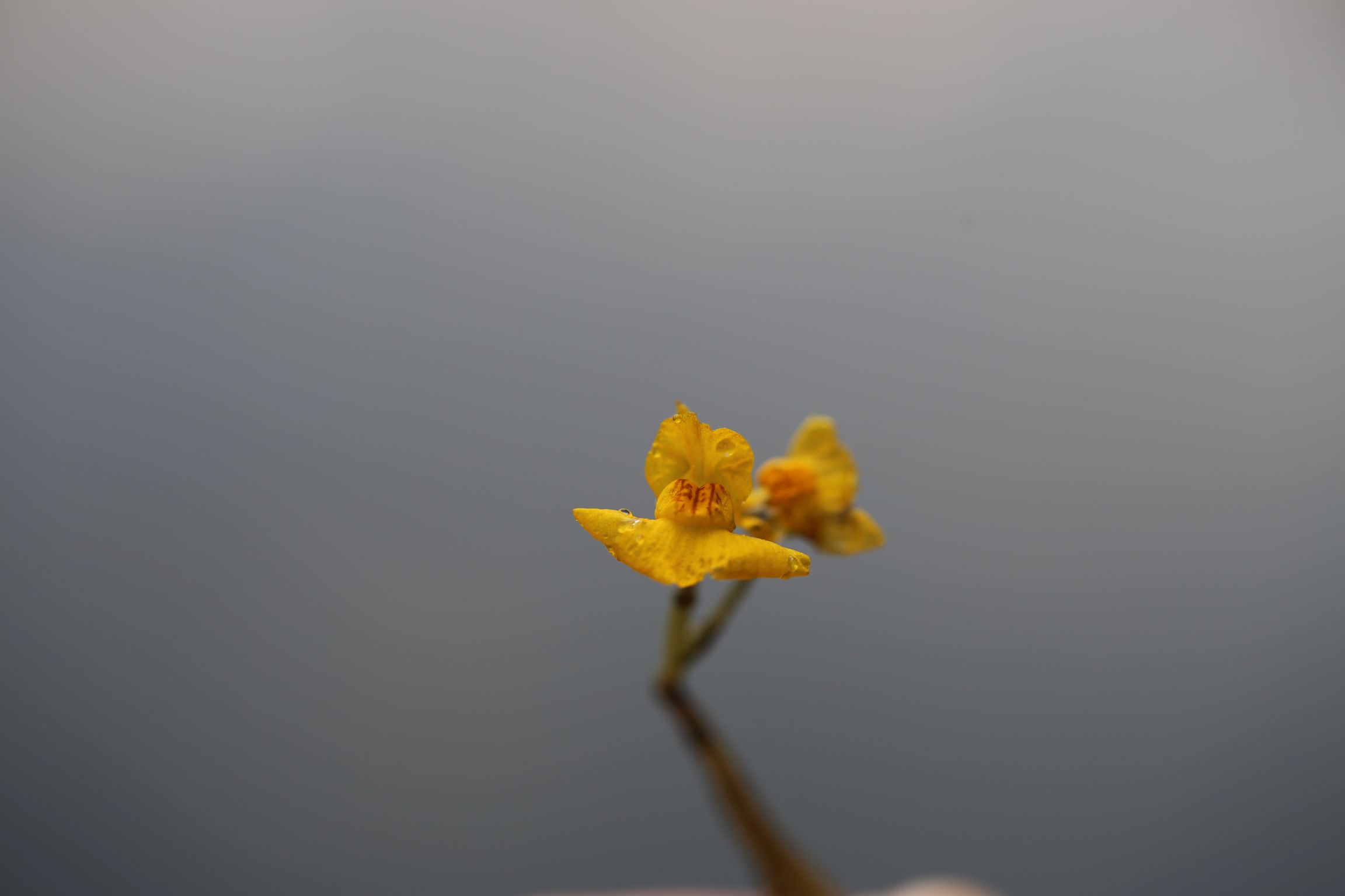 庆元植物1321狸藻科狸藻属南方狸藻