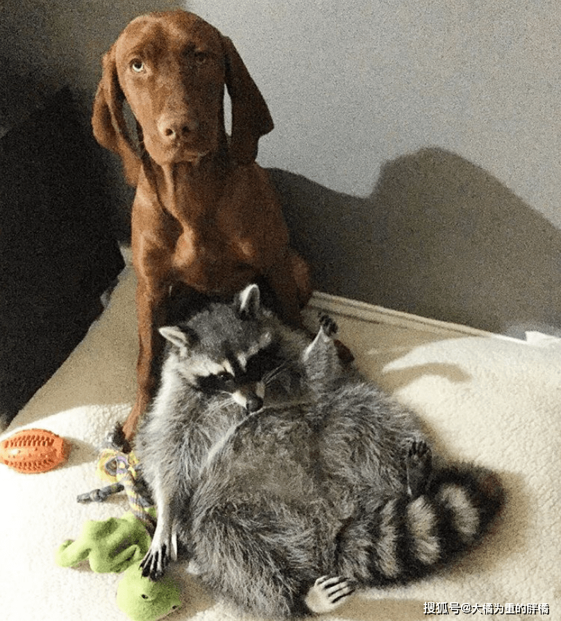 原创小浣熊被白狗亲自带回家从小活得像条狗如今反倒成狗妈妈