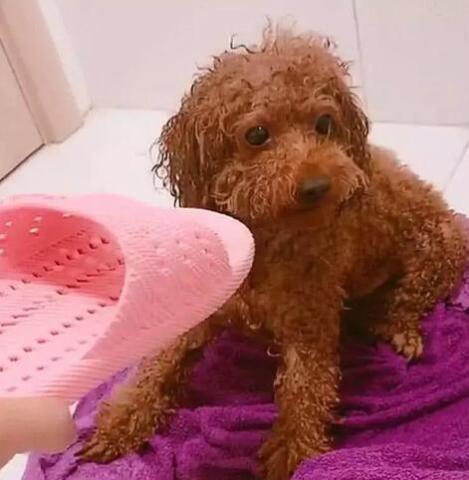 泰迪洗完澡不想吹风,主人拿出大拖鞋,泰迪:别打我脸,你随便吹