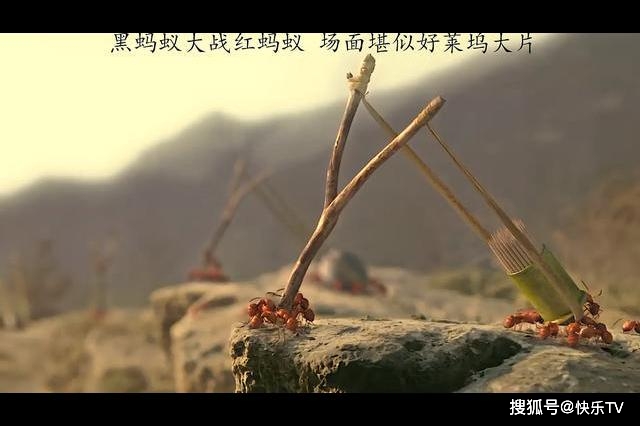 红蚂蚁大战黑蚂蚁,连吃饭的家伙都拿出来了 #我的观影视陈说