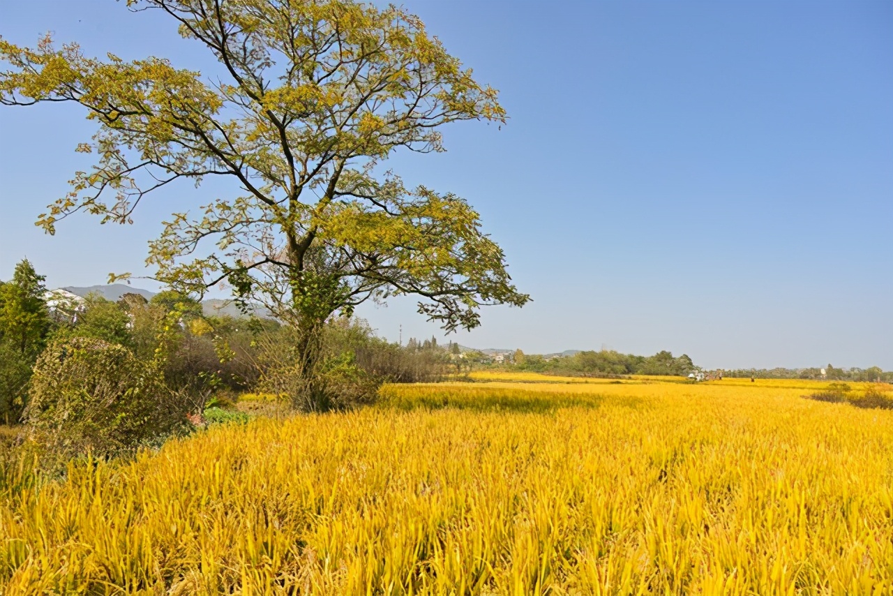 美丽乡村胡兴咀风吹金稻千层浪一步一景谷飘香