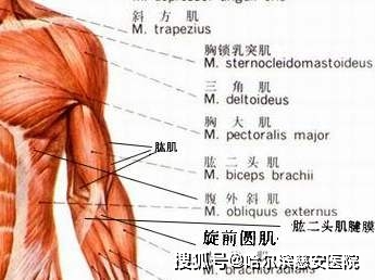 科普肱二頭肌長頭肌腱炎