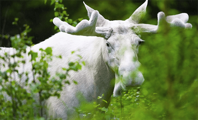 精神象征白色精灵驼鹿被射杀引加拿大土著不满悬赏寻猎手