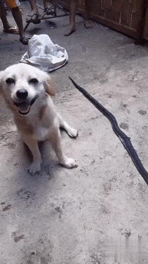 原创爆笑gif喵星人这生无可恋的表情啊真是无奈啊无后了