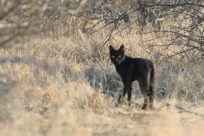 南非发现罕见黑色野猫,科学家却感到不安:或是家猫的基因污染_手机