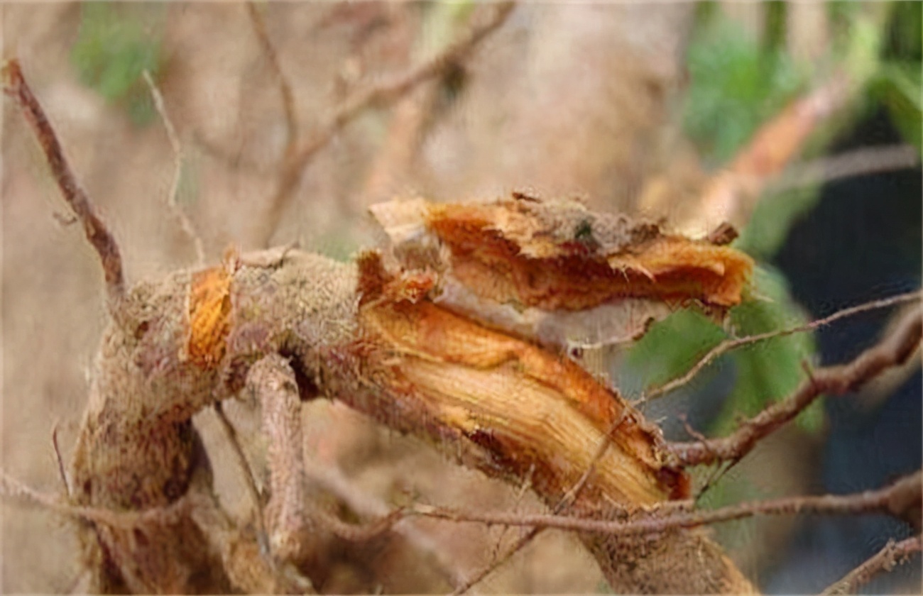 樱桃死树原因及防治措施_手机搜狐网