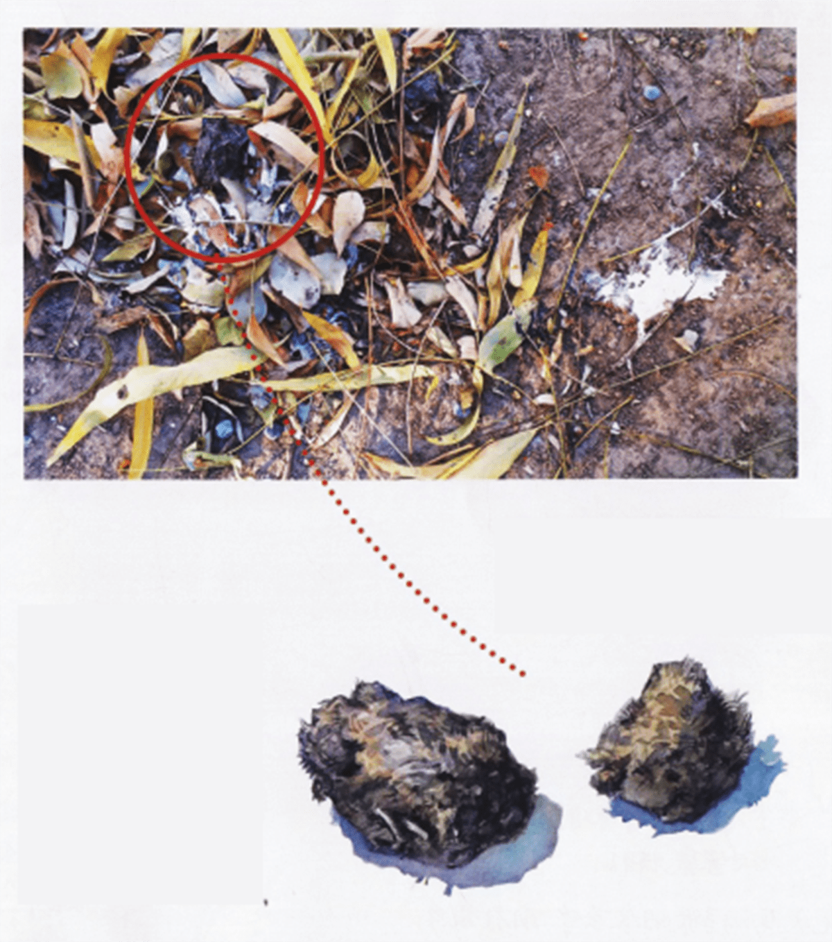 猫头鹰临死之前吐毛球毛球是什么呢从科学的层面解释这一现象