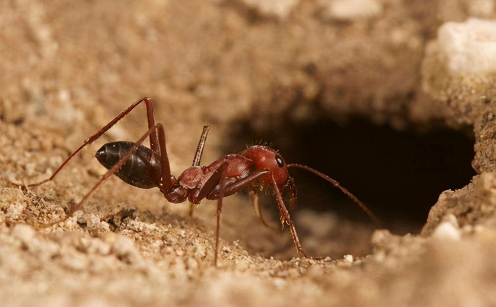 美国女子从4千米高空意外坠落,却奇迹般存活,救她的是一群蚂蚁