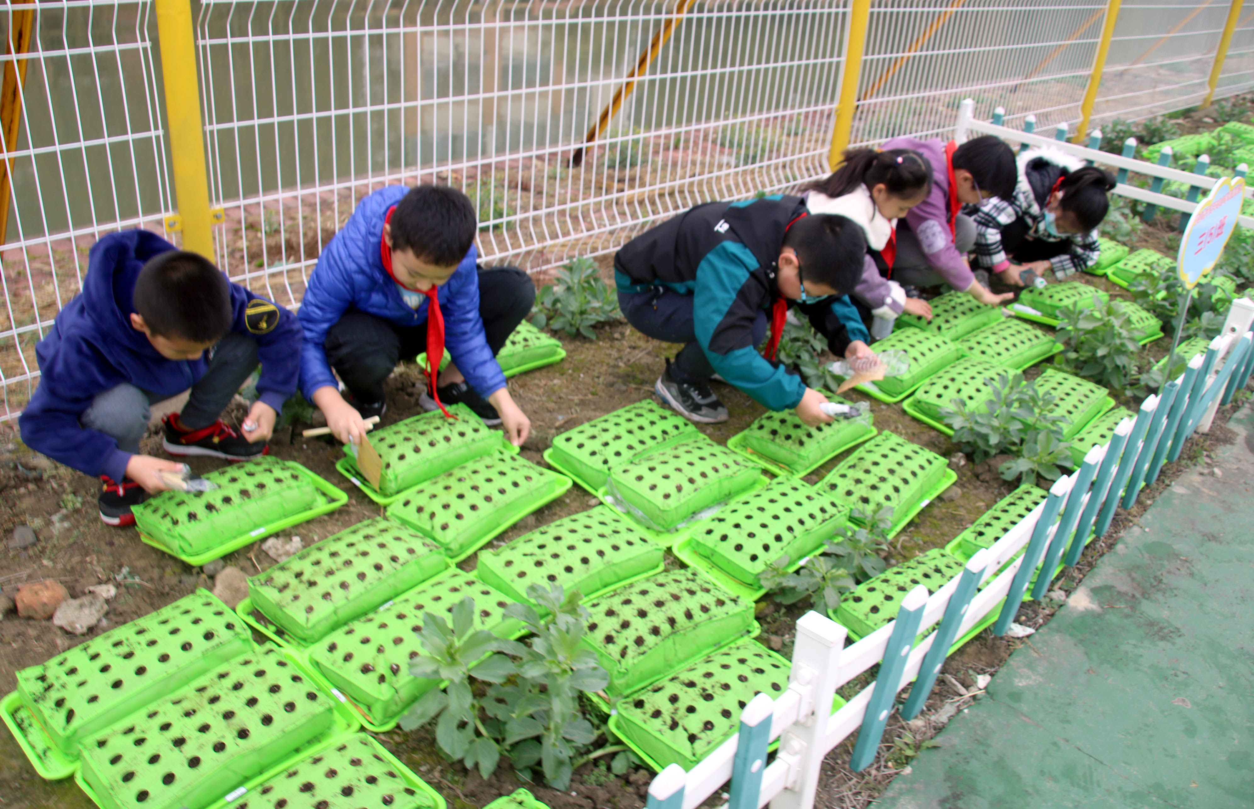苏州绿色蔬菜进校园体验模块种植乐趣