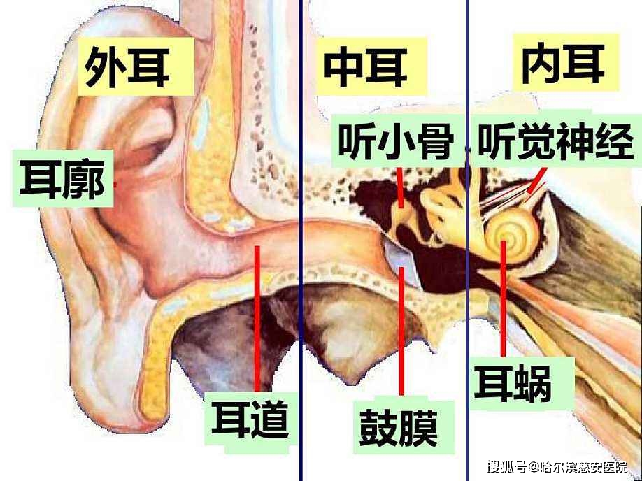 听小骨解剖图图片