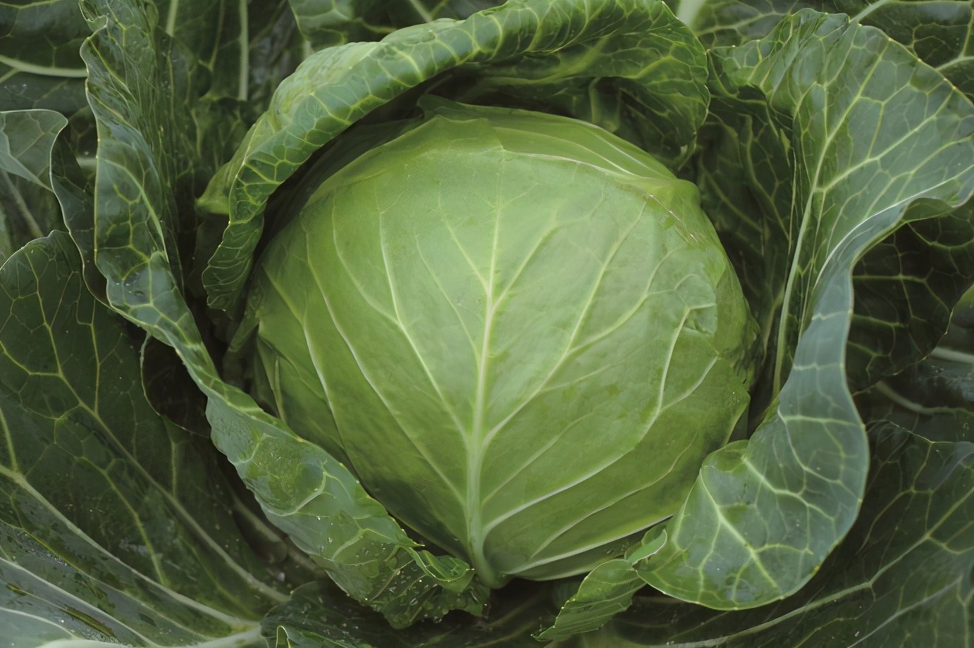 金甘英翠甘蓝种子 圆形耐裂甘蓝新品种