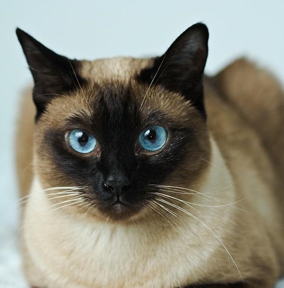 小时候像白团子,长大后越来越黑,会变色的猫可不只有暹罗