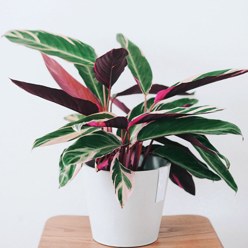 原创光鲜亮丽色彩斑斓的箭羽花七彩竹芋这么养护叶片清丽植株繁茂