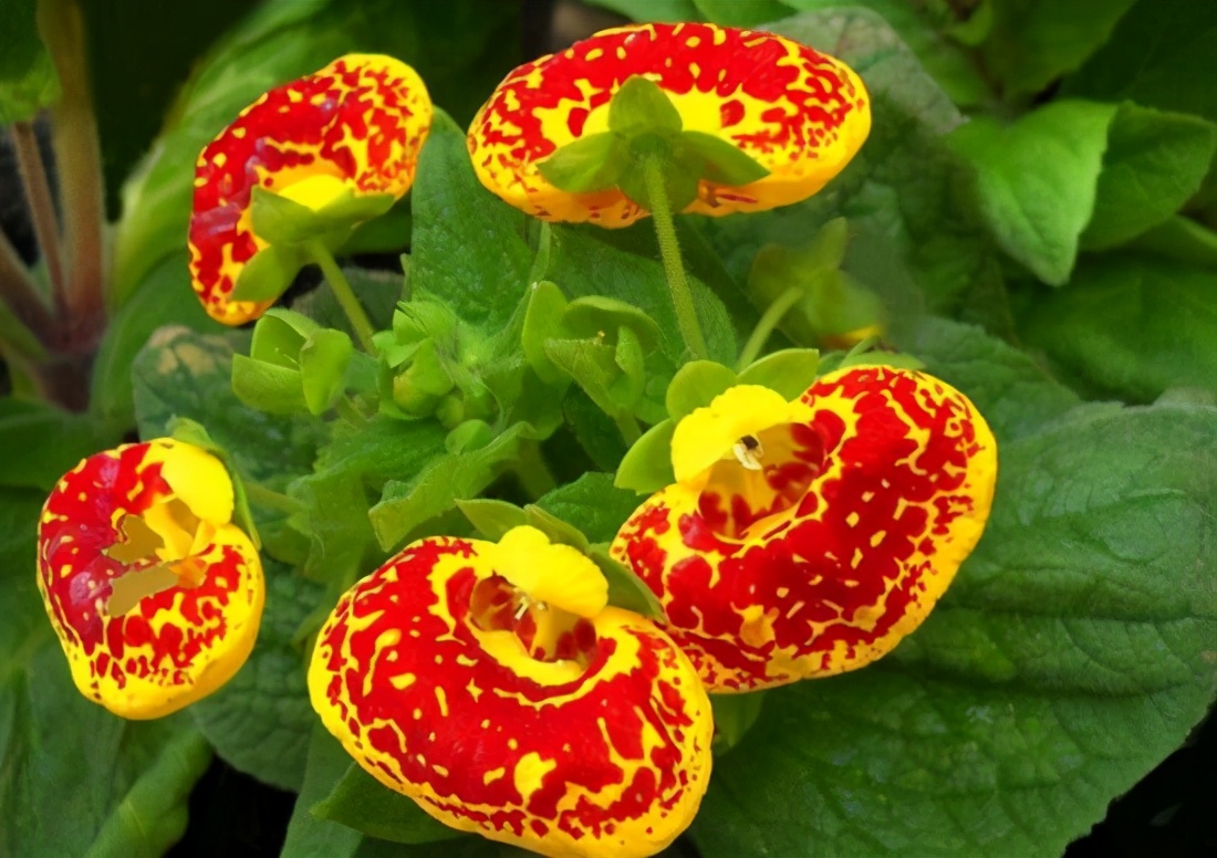 原创一种少见又漂亮的花名叫元宝花过年养喜庆寓意好