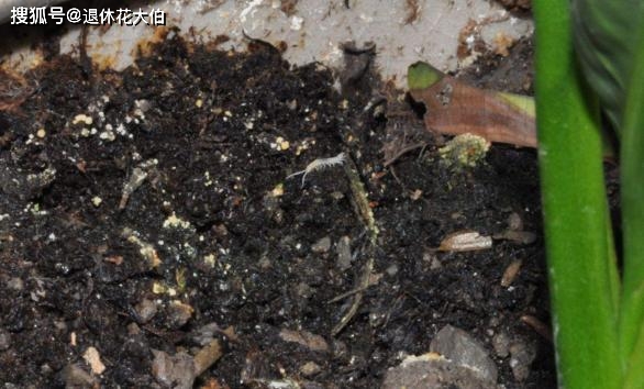 室內養花草怕小黑蟲飛來飛去?從這些下手,不用再將其搬出屋_植物