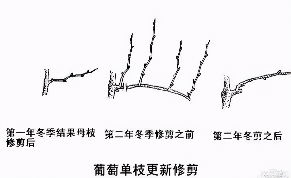 冬剪早了容易爆冬芽快来查看葡萄冬剪的正确时间和做法