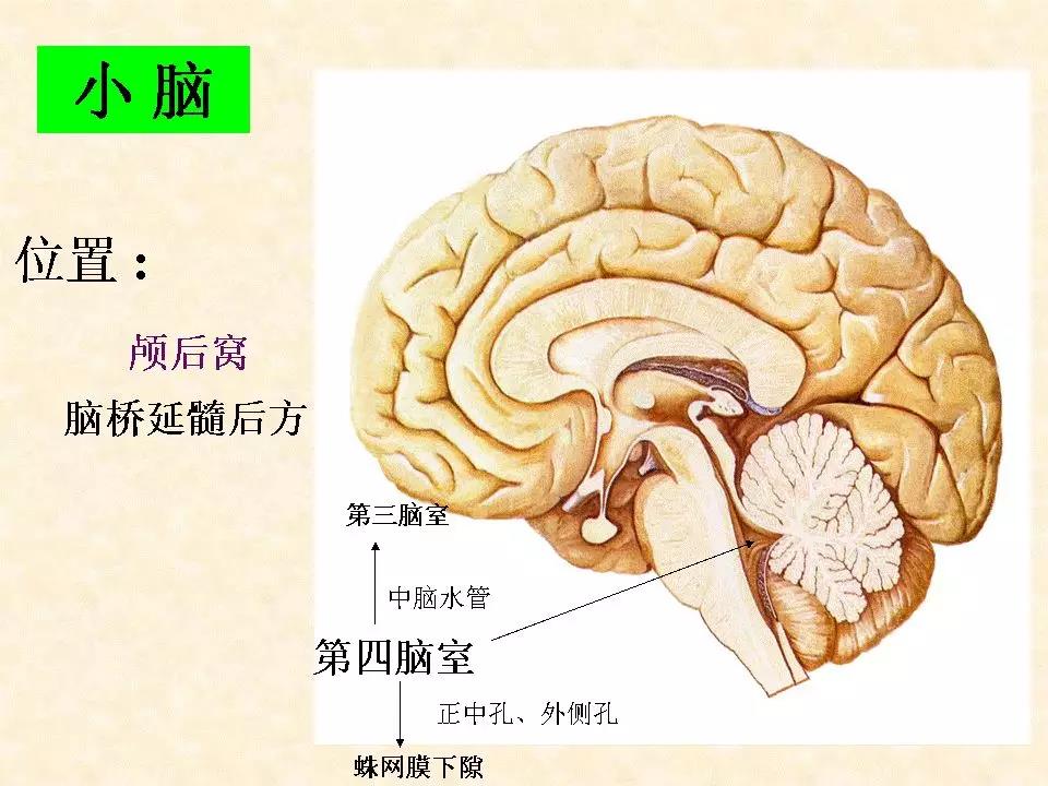 中枢神经系统解剖:脑干,小脑及间脑