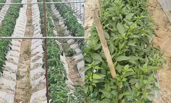 辣椒烂秧的病原菌为辣椒疫霉菌,病菌以卵孢子在地表病残体上或土壤中
