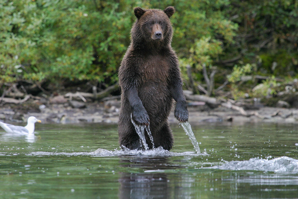 熊罴之旅,食肉目的熊到底有多强悍,压狼拍虎,力有千斤喜怒无常