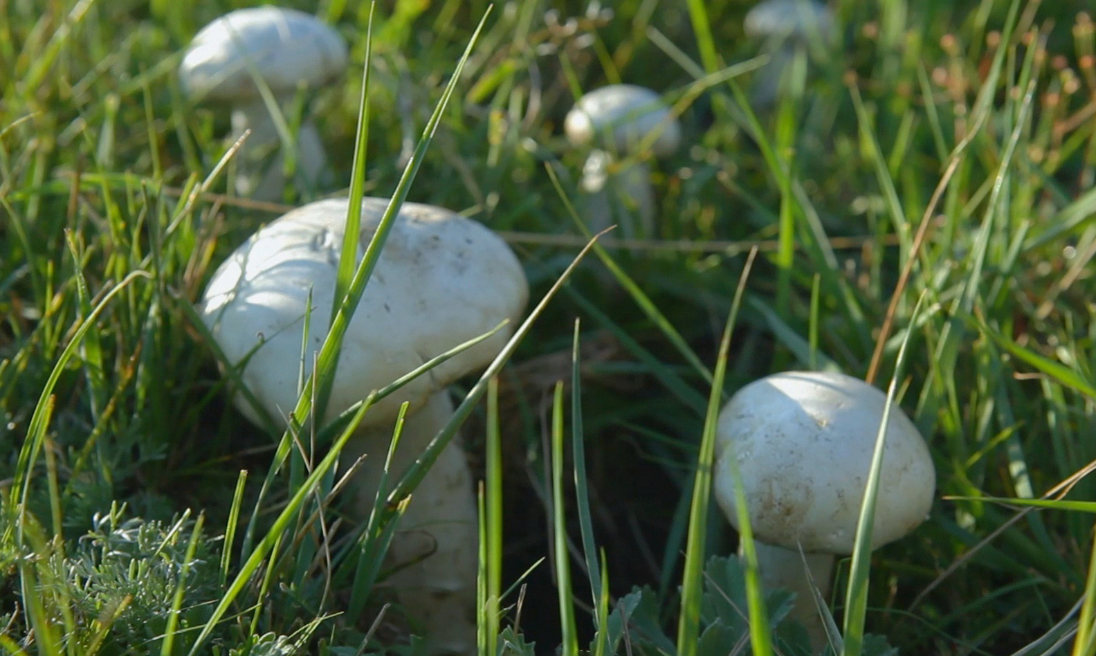 古时的长城关隘,是中原与北方贸易往来的咽喉,更是口蘑的成名之地"