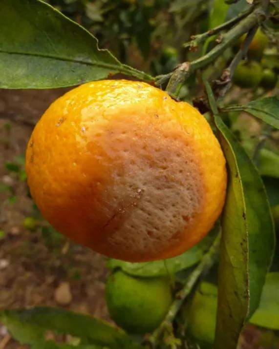 柑橘采收期突遇气温急降落果开始有点多要注意做好这4点