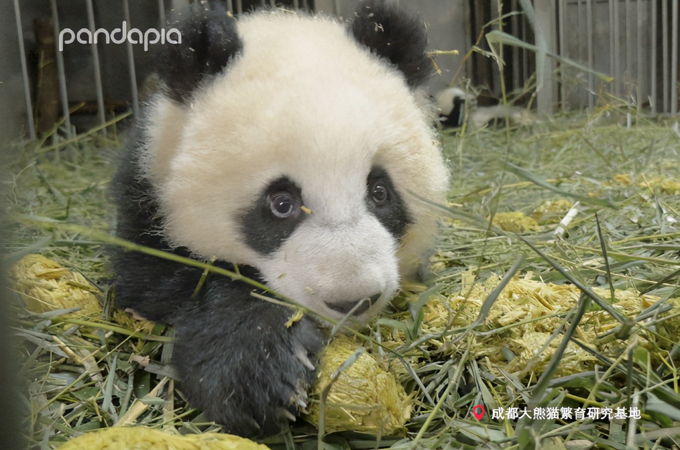 出彩"滚滚" | 没玩过青团的童年是不完整的