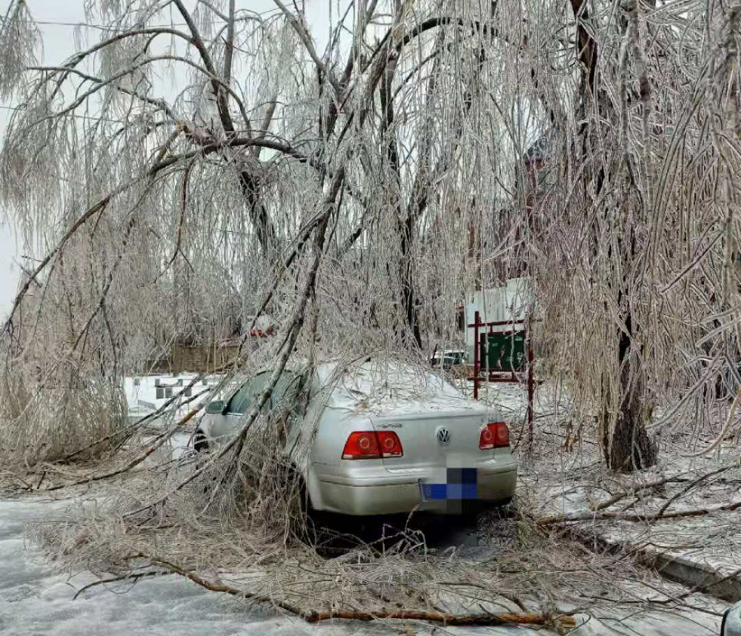 本月18日至19日的罕见冻雨,暴雪天气,造成大量树木折枝,不少车辆被砸