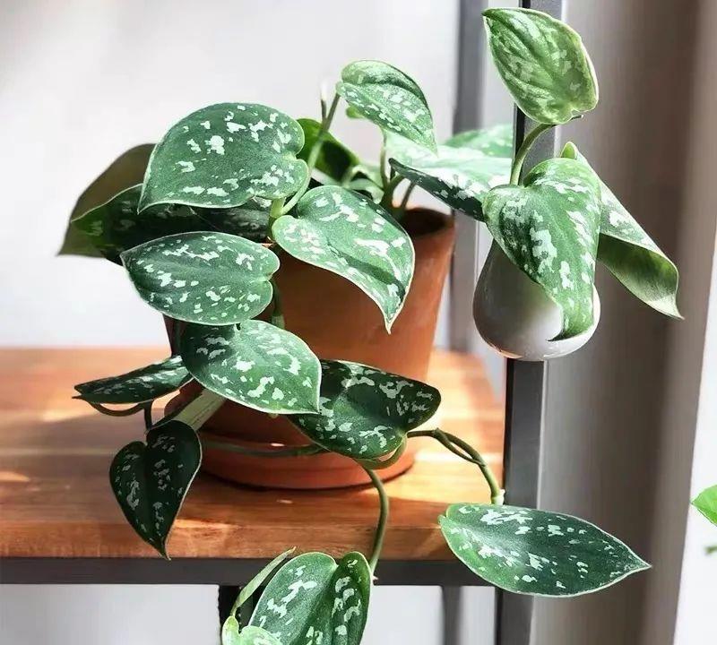 家里养盆银斑葛,叶色淡雅,漂亮又好养,清新又养眼!