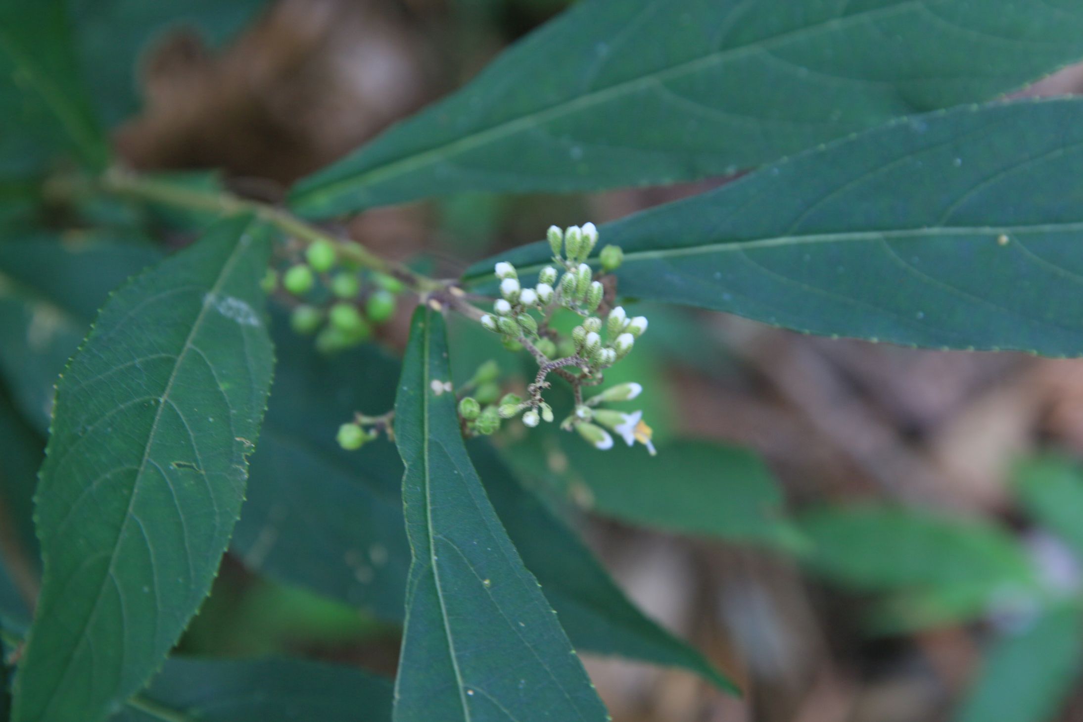 庆元植物1331-马鞭草科-紫珠属-短柄紫珠(原变种)
