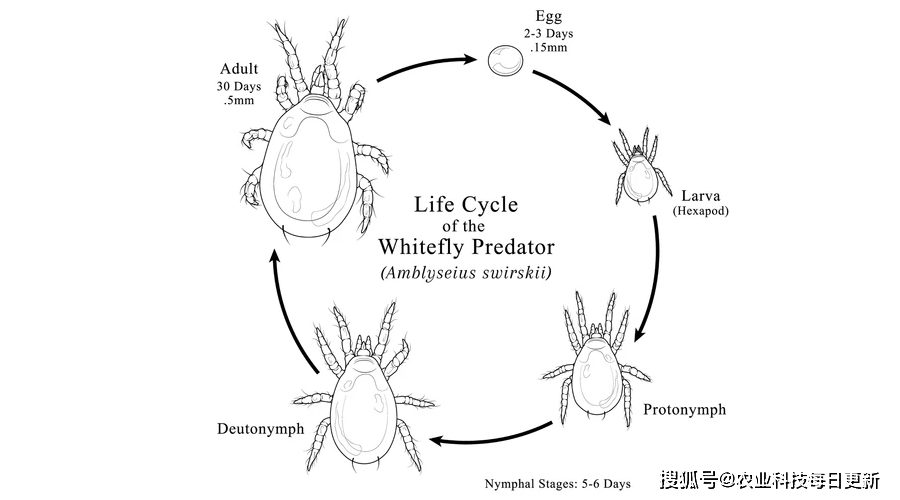 捕食螨科普丨斯氏钝绥螨的一生_手机搜狐网