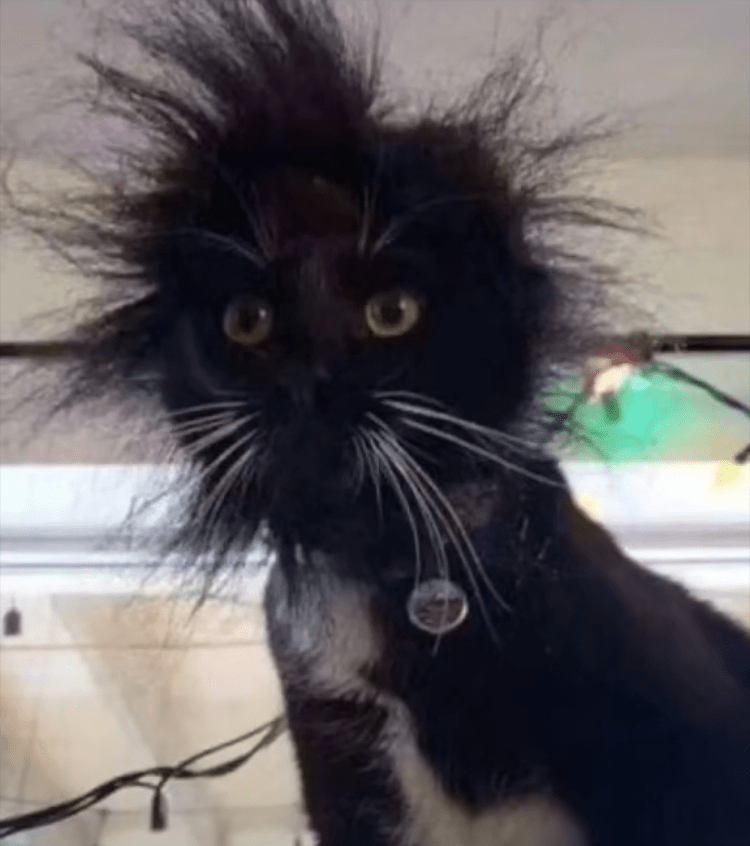 那些猫咪花样翻车的集锦:好奇心害死猫,真的不是说说而已.