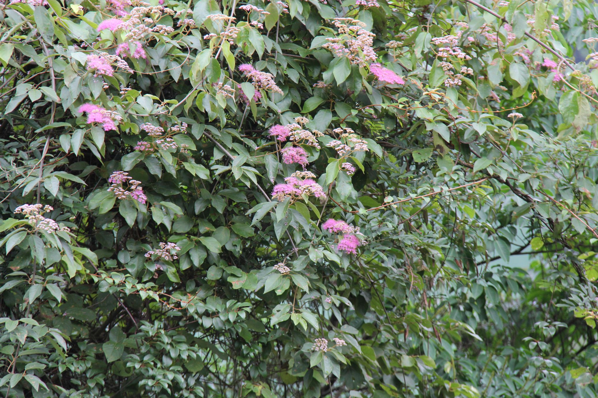 庆元植物1330马鞭草科紫珠属全缘叶紫珠