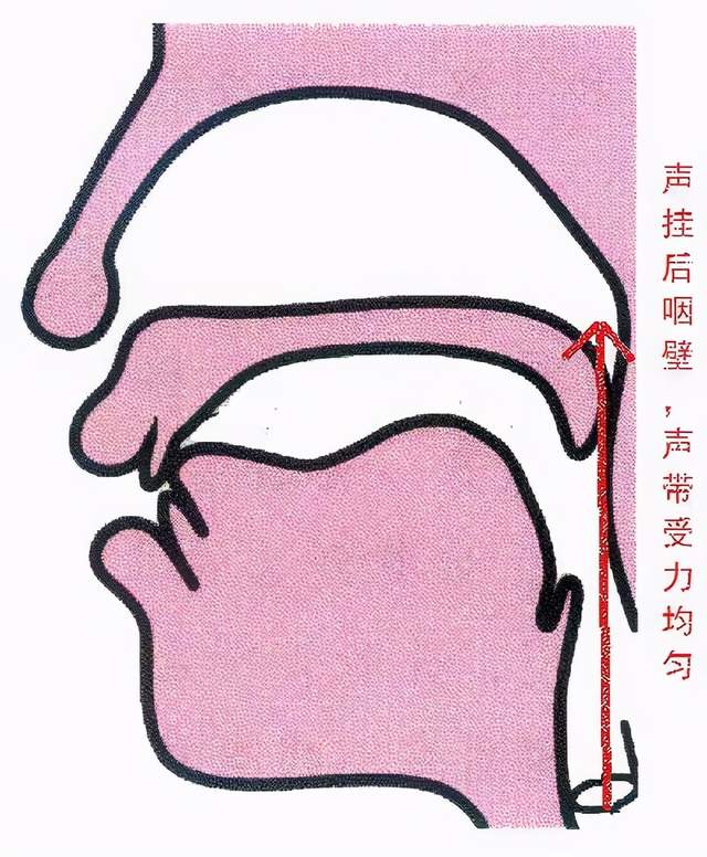 喉头在哪个位置图片图片