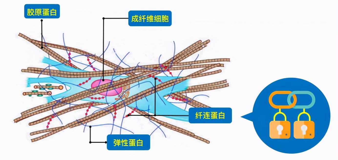 肌肤逆龄你只知道补充胶原蛋白?out了,纤连蛋白了解一下