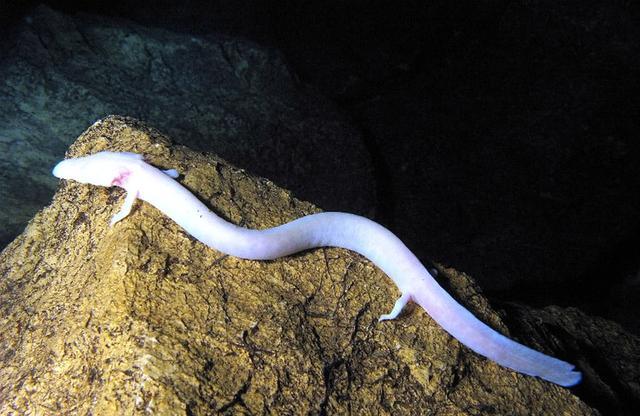 生物,但一些熟悉中国文化的生物学家发现,这种被称为"普罗透斯"的生物