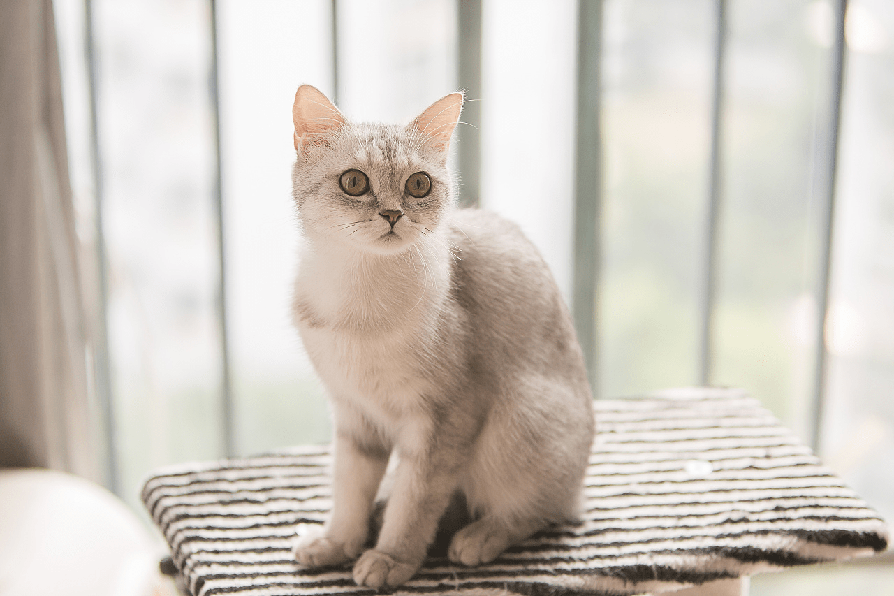 原创猫有必要吃卵磷脂吗猫咪美毛小知识