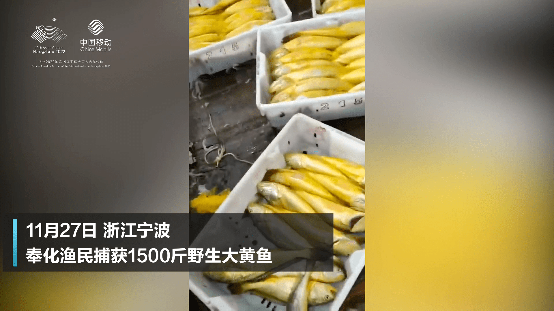 宁波渔民一网捕获超1500斤野生大黄鱼价值近百万元