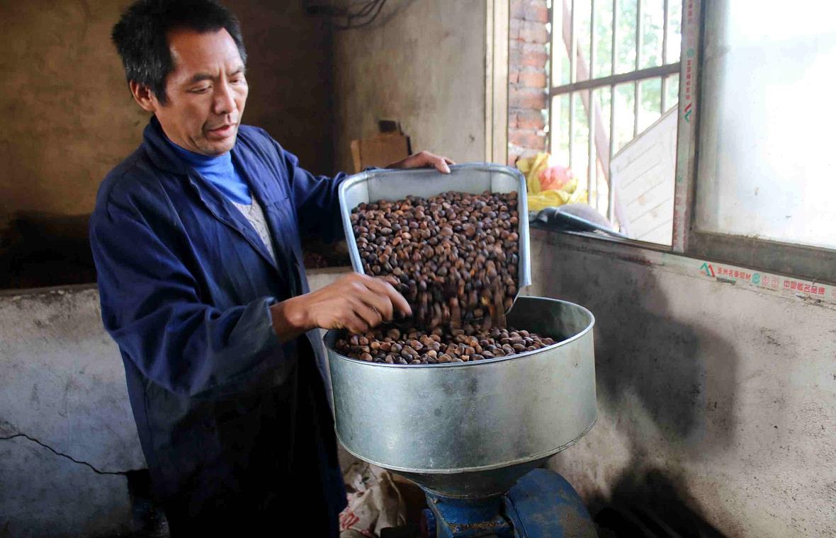 维生素e是橄榄油的2倍种子榨油1斤能卖150元农民却不敢种植