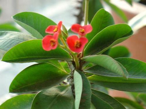 1,虎刺兰虎刺兰是我们平时比较常见的一种花卉,我们