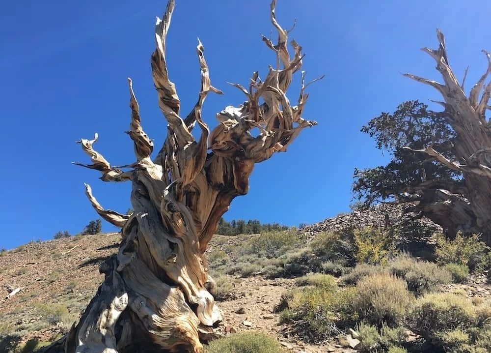 世界上有哪些"千年古树"?