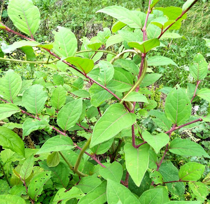 在国外几乎无解在国内很受欢迎苗是野菜根是药材20元1斤