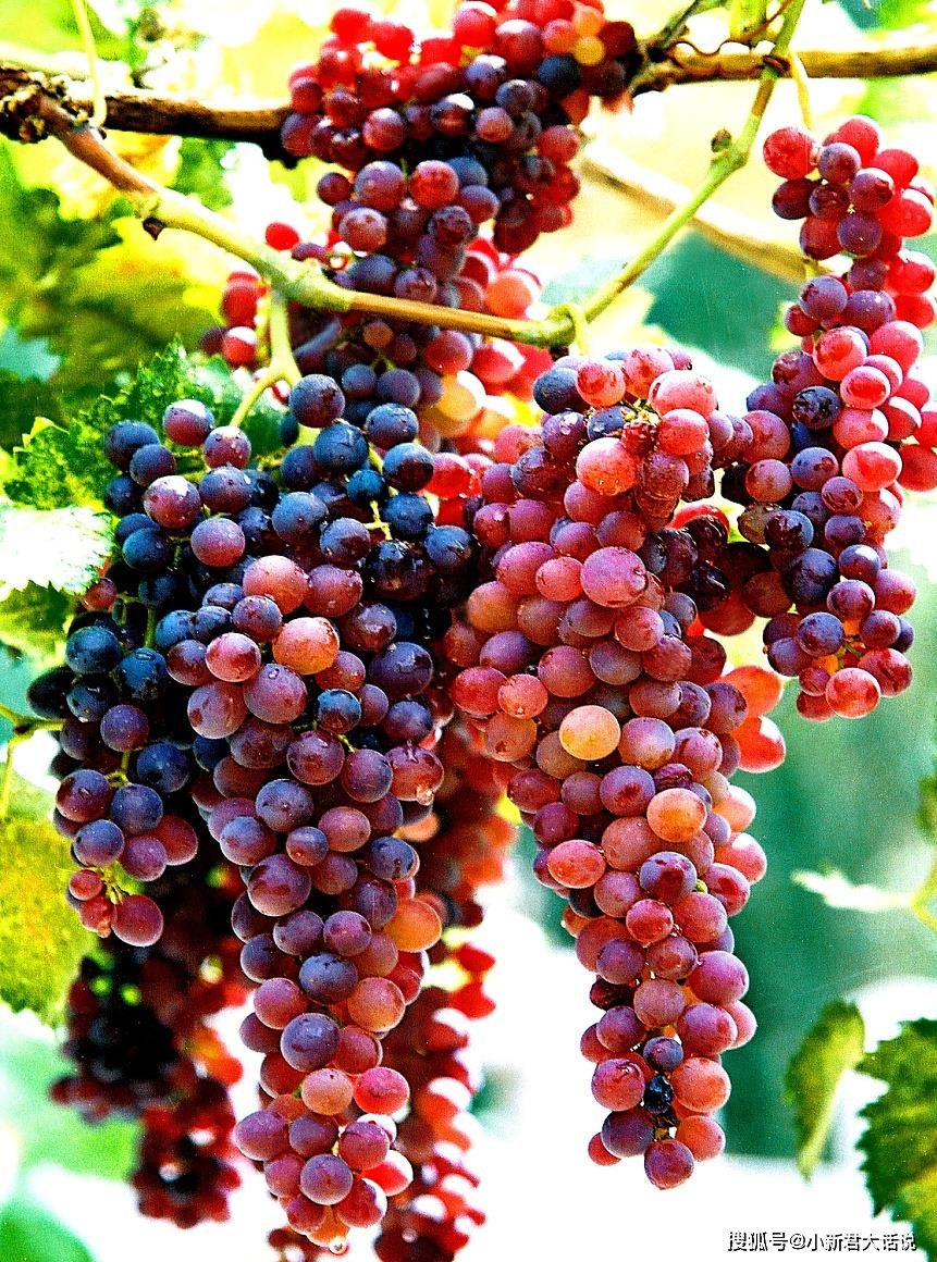 新疆五彩葡萄干,入口香甜,颗颗精选,大把吃超过瘾!_手机搜狐网