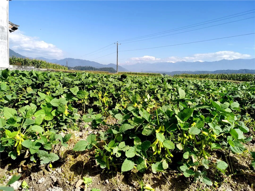 两花空窗期水果毛豆来补齐
