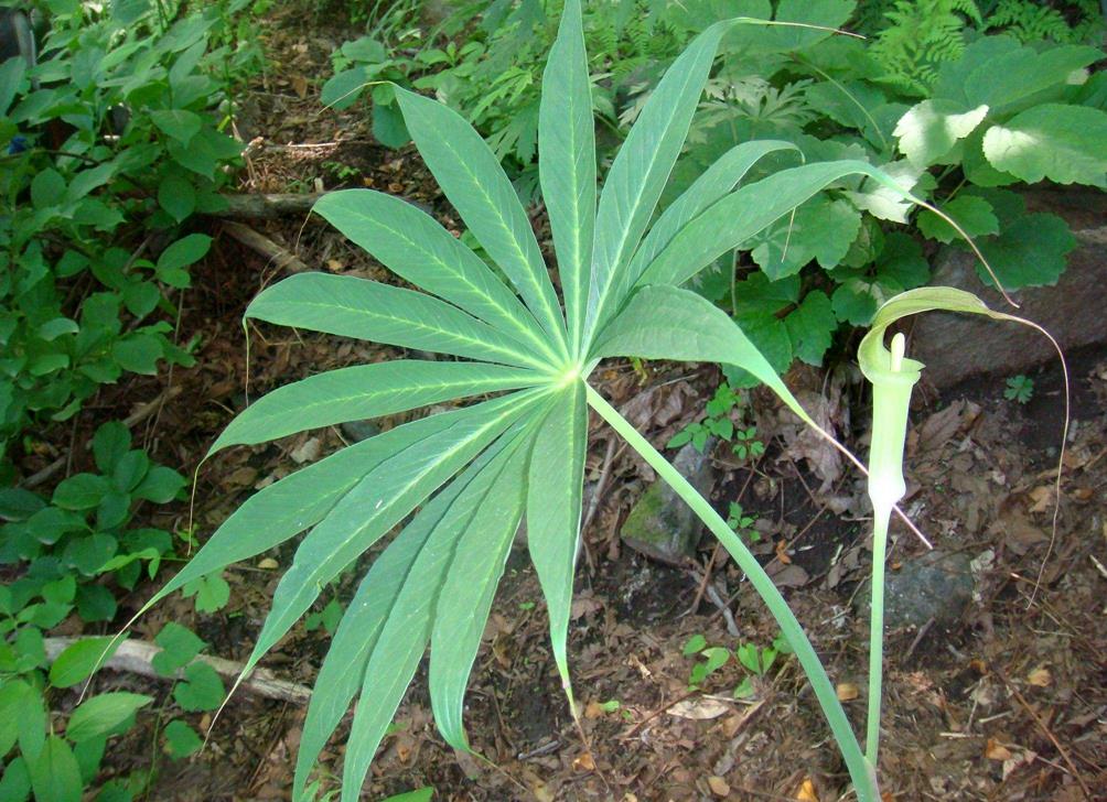 山里有一种植物能解蛇毒野生的数量很多为啥200元1斤难买到