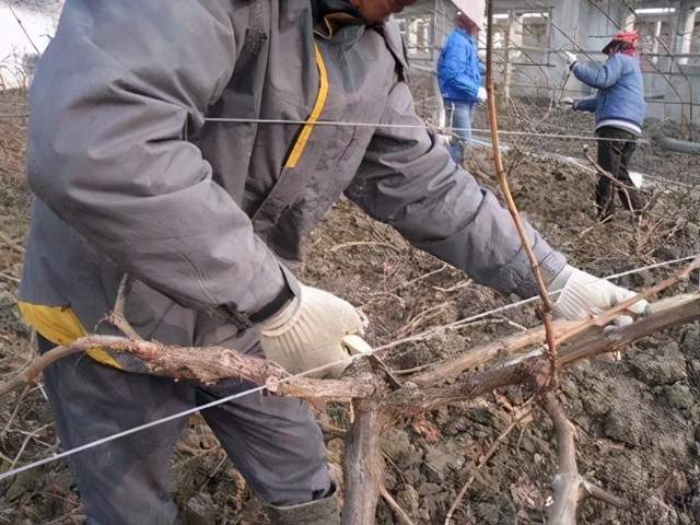 葡萄冬季修剪的5种手法截堵调压疏