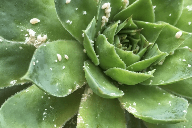 原创冬天花卉介壳虫小黑飞除不尽农业博士的方法不是农药却好用