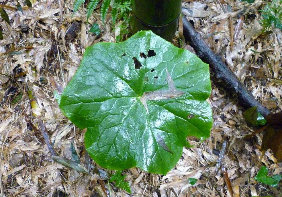 識得八角蓮可與蛇共眠八角蓮是什麼植物真那麼厲害嗎