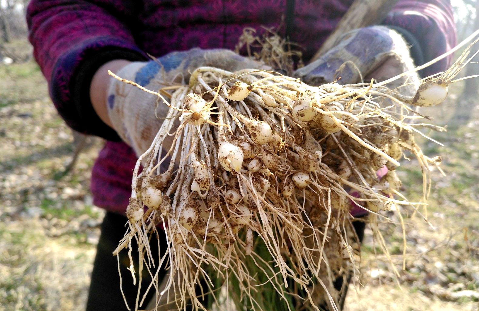 草鞋根的功效与作用图片