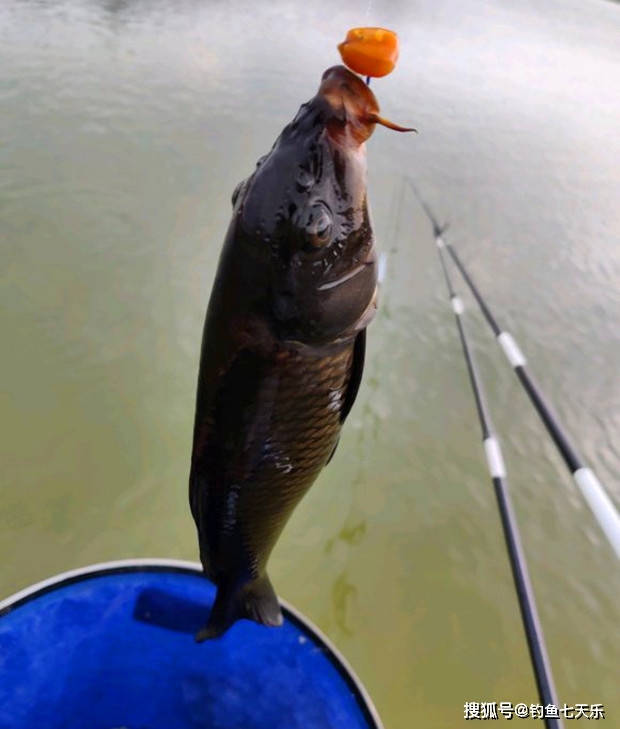 广东钓友钓到"黑色鲤鱼",连眼睛都是黑的!_手机搜狐网
